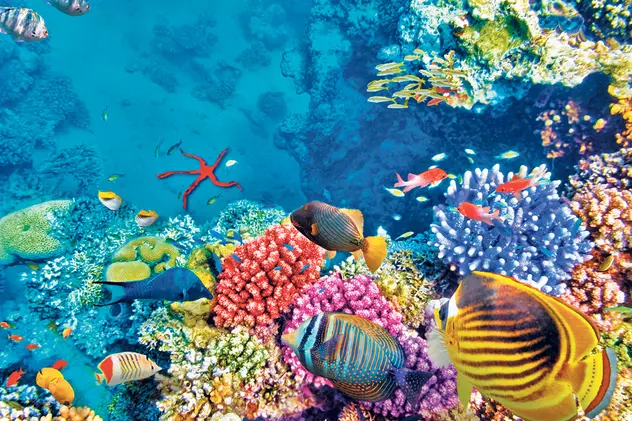 Știai că? Marea Barieră de Corali adăpostește un sfert din speciile de pești din lume