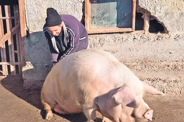 Un gălățean se laudă că are cel mai mare porc din țară, ce cântărește 500 de kilograme | FOTO