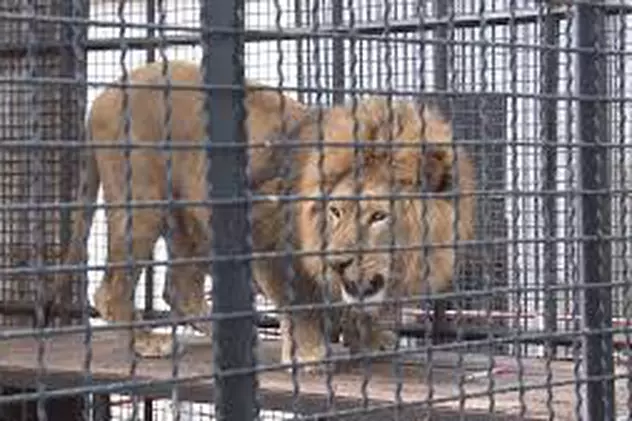 Cea mai șmecheră tentație la grădina zoologică: poți dormi în ”casa” leilor. Află cât costă aventura!