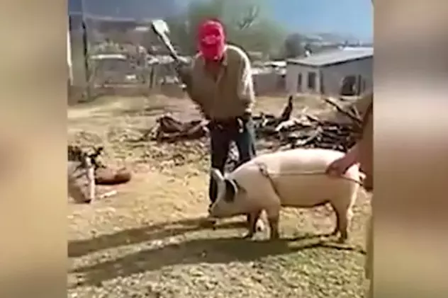 A încercat să taie porcul, dar l-a lovit ghinionul|VIDEO