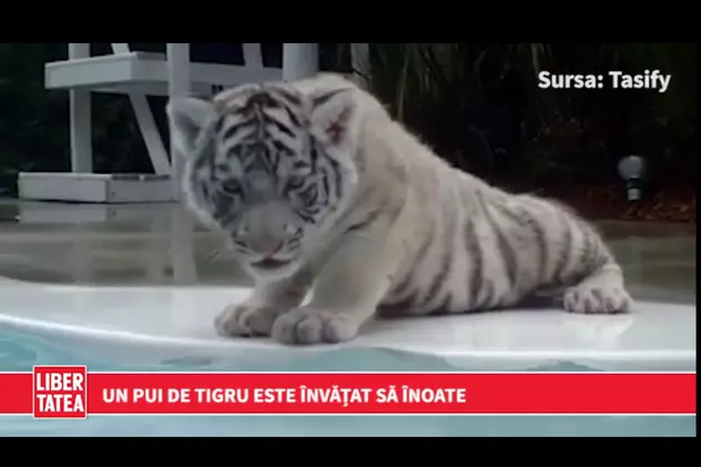 Un pui de tigru învață să înoate | VIDEO