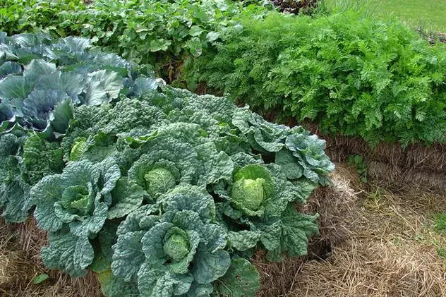 Ești pasionat de grădinărit? Cum poți cultiva legume într-o curte betonată