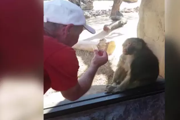 Acest babuin e uimit de trucul magic al unui iluzionist. "Unde au dispărut, nene, șeptarii?"
