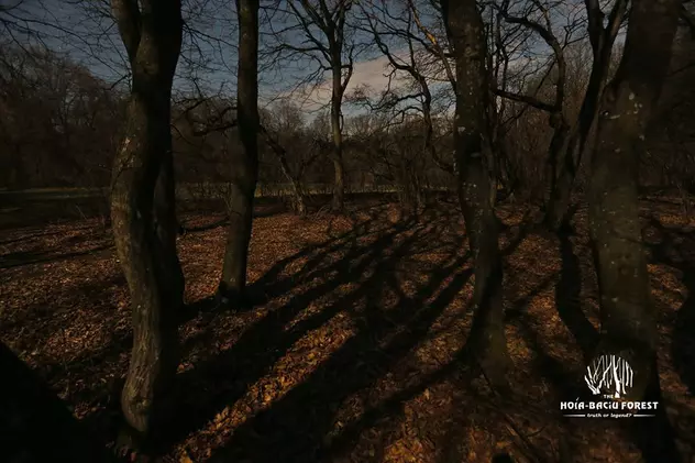 Noi evenimente ciudate în Pădurea bântuită de la Baciu | Ce povestește echipa care a filmat în zonă un documentar