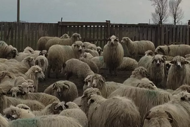 Scene șocante într-o comună din Timiș! O stână de oi a fost sfârtecată de o haită de câini