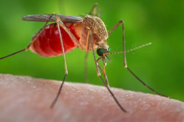 Americanii au eliberat țânțari de laborator pentru a combate virusul Zika