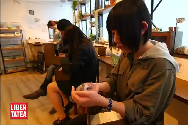 S-a deschis cafeneaua cu arici VIDEO