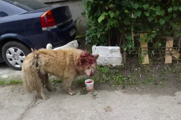 Tânăr din Botoşani, cercetat penal după ce a bătut câinele unui vecin