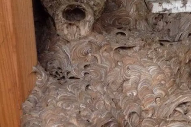 Descoperire ciudată într-un cuib de viespi. Imaginea făcută de un grup de studenţi a intrigat mii de oameni