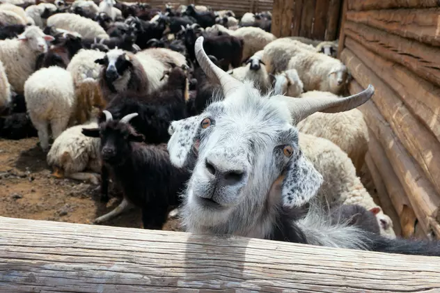LIBERTATEA TE AJUTĂ Condiții pentru primirea subvențiilor la oi și capre