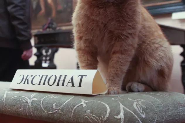 Un celebru muzeu de artă și istorie din Rusia a angajat... o pisică