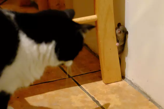 Tom și Jerry există în Anglia! Un șoricel a fost alergat de o pisică două ore, dar a scăpat nevătămat!