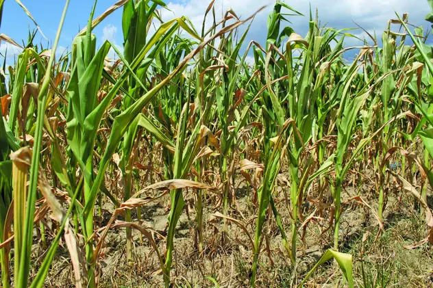 Ministrul agriculturii: "Se vor oferi sume considerabile drept despăgubiri pentru pierderile cauzate de secetă"