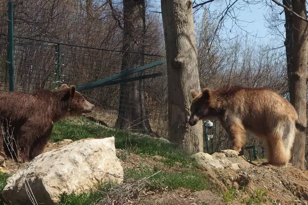O nouă viață! Urșii subnutriți din Armenia s-au împrietenit și se distrează de minune în rezervație | GALERIE FOTO