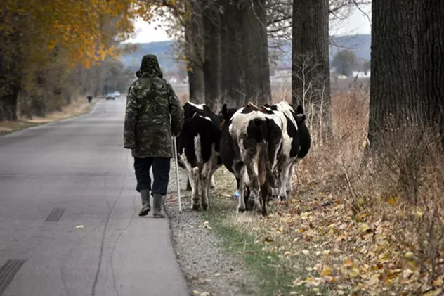 Protest cu vaci în faţa primăriei din Vrancea! Ce nemulţumiri au oamenii!
