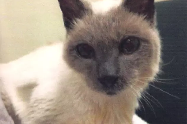 Cea mai bătrână pisică din lume a murit la scurt timp după ce a intrat în Cartea Recordurilor