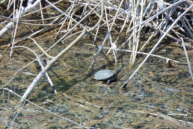 Broaşte ţestoase protejate prin lege, îngropate în canalul colector din Craiova