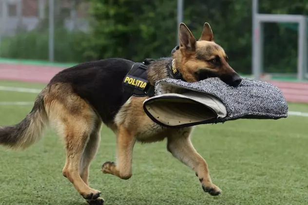 Câinele polițist Jake, scos la licitație pentru 200 de lei