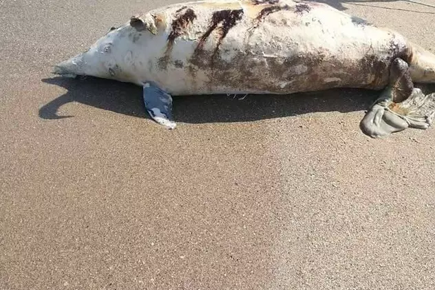 Un delfin a eșuat la malul mării, în Costinești | Era o femelă care abia născuse