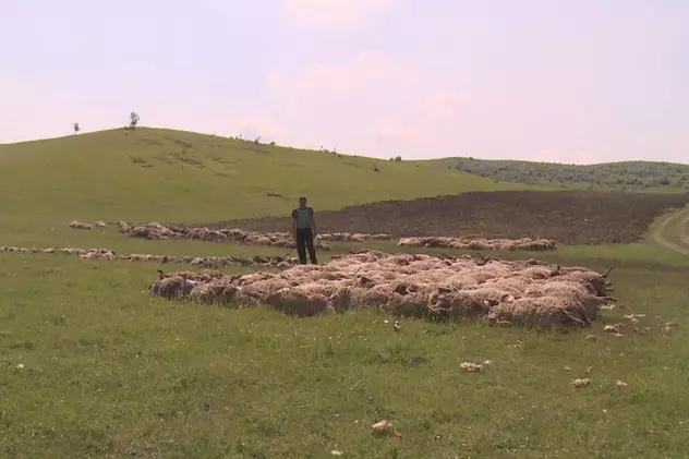 VASLUI: 400 de oi au murit după ce s-au aruncat într-o râpă ca să bea apă