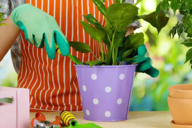 Îngrăşăminte din bucătărie pentru plantele tale