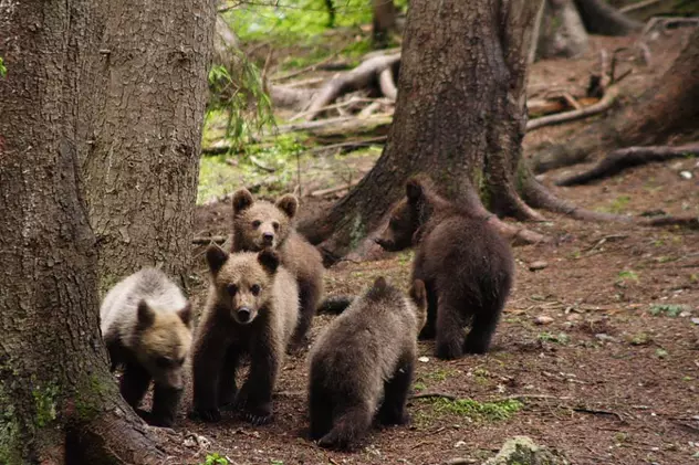 WWF a început o campanie de strângere de fonduri pentru orfelinatul destinat puilor de urși