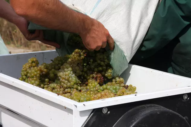 Ultimul sas din Teaca reunește două lumi pentru a reînvia tradiția vinului cu o istorie de 800 de ani