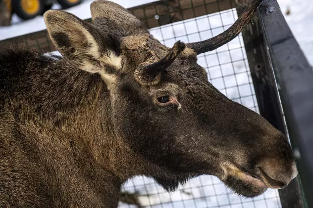 Doi elani care se băteau au murit înghețați în Alaska | Imaginile care au amuțit internetul