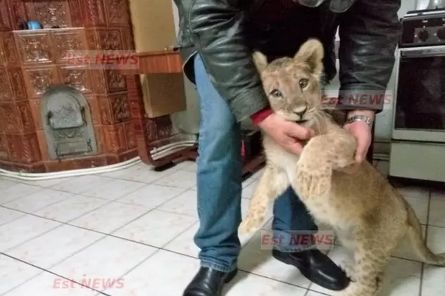 Un pui de leu a fost adoptat de angajații de la Zoo Bârlad. Thor avea 750 de grame la naștere