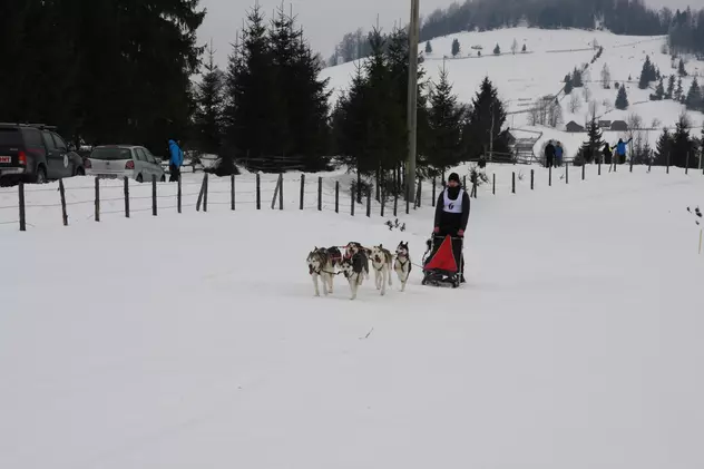 Concurs inedit de câini nordici în Pasul Tihuța GALERIE FOTO