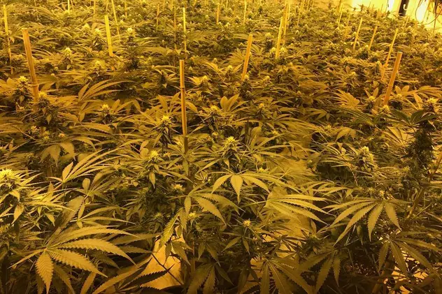 Plantație uriașă de cannabis, descoperită într-un fost buncăr nuclear din Marea Britanie
