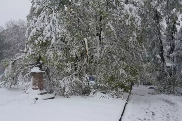 Teiul lui Eminescu din Parcul Copou a fost distrus de ninsoare. Viscolul a făcut ravagii în Iași