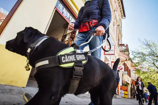Povestea primului nevăzător din Sibiu ajutat de un câine de ghidaj
