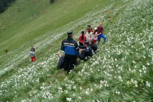 Poiana cu narcise din Bistrița-Năsăud, asaltată de turiști. Sute de oameni vin să admire minunea din Munții Rodnei
