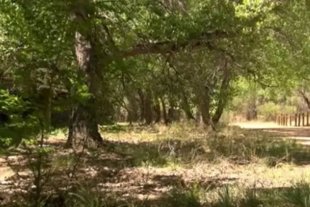 Descoperire șocantă: Un bărbat a fost găsit “bătut în cuie” de un copac