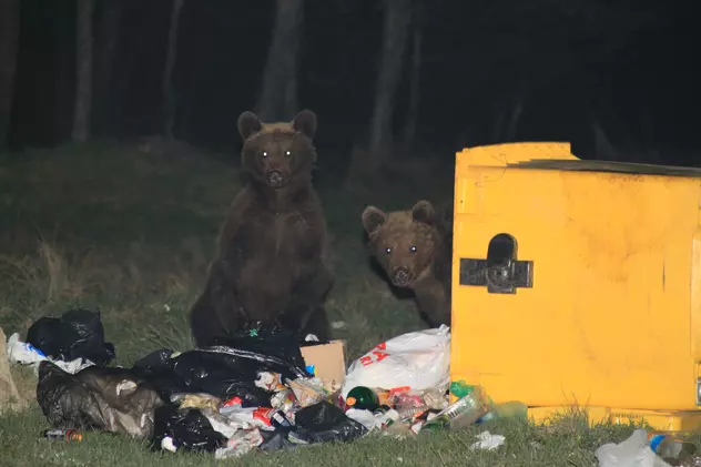 Urs lovit de mașină la Bușteni. Turiștii, avertizați că animalul poate fi rănit și violent