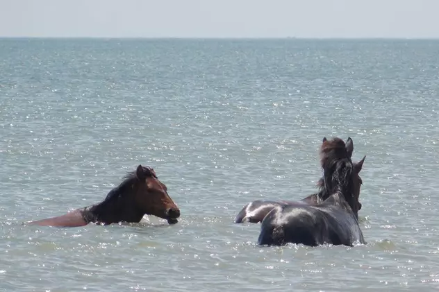 Caii sălbatici din Delta Dunării