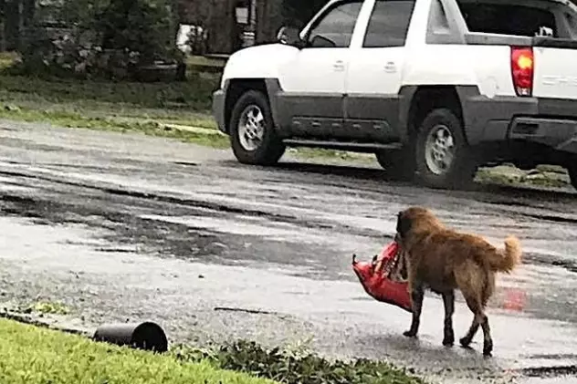 Fotografia cu un cățel la scurt timp după uraganul Harvey a devenit virală. De ce e considerat erou