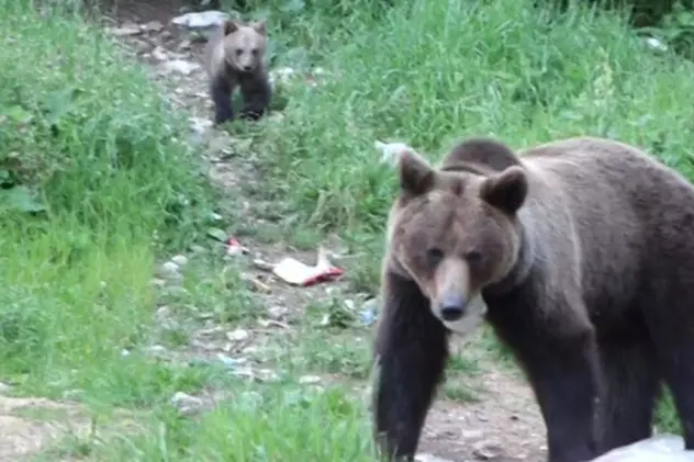 atacați de urși în Prahova