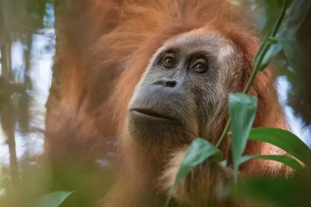 A fost identificată o nouă specie de maimuțe mari