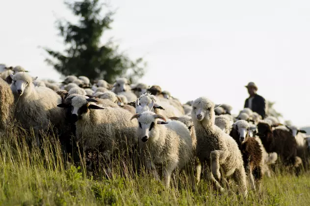 De ce se lasă ciobanul ucis fără să riposteze? Misterul Mioriței, baladă cu 2.000 de variante răspândite în jumătate de Europă