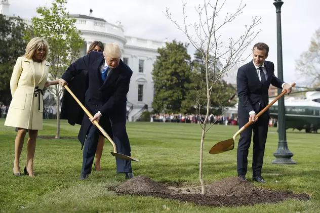 Ce s-a întâmplat cu stejarul plantat de Trump și Macron
