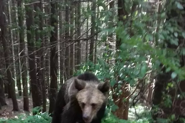 O turistă din Ungaria a vrut să-și facă selfie cu ursul și a fost atacată de animal