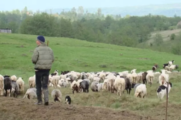 Un cioban din Sibiu și-a ucis colegul cu o bâtă