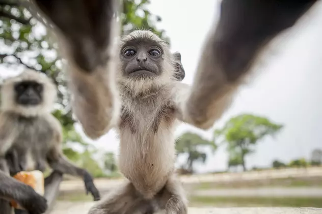 Un pui de maimuță ”și-a făcut” un selfie