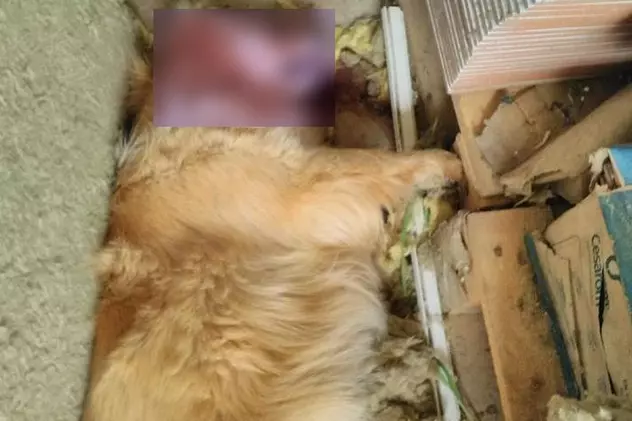 Animale ucise cu furadan în comuna Braniştea, din Galați. Poliţiştii au declanșat o anchetă/ FOTO