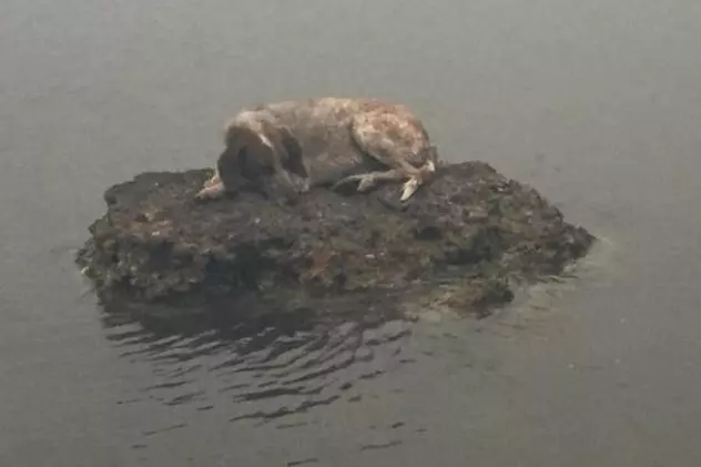 Câinele care a reușit să păcălească moartea în incendiile din Grecia. Ce s-a întâmplat cu patrupedul