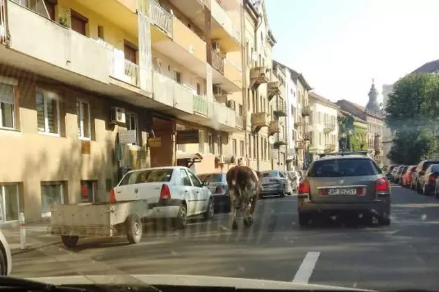 O vacă a ajuns în centrul orașului Arad. A evadat din ogradă iar oamenii au găsit-o pe Facebook