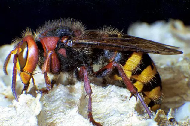 Un pădurar din Vaslui a murit după ce a fost înțepat de o albină. Era consilier local PSD