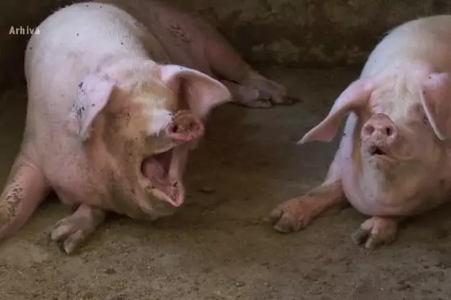 Pesta porcină se extinde în județul Olt. 22 de porci au fost deja sacrificați